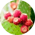 Fügekaktusz kivonat (Opuntia)