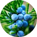 Borókabogyó kivonat (Juniperus)