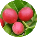 Gymnema sylvestre kivonat