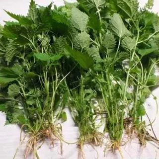 Kopriva